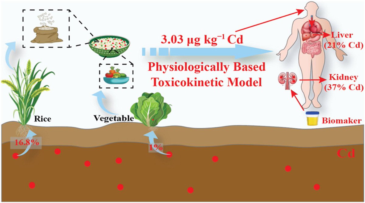 kvk_cg's tweet photo. Editor's Choice: Mitigating cadmium-induced body burden for residents in southern China based on soil-food-urine system and physiologically based toxicokinetic model @soileh2023 @AbioticStress #HeavyMetal #Toxicokinetics #Humanexposure #SoilHealth
https://t.co/t2EW3GfWCl… https://t.co/onxXBe6Pxn