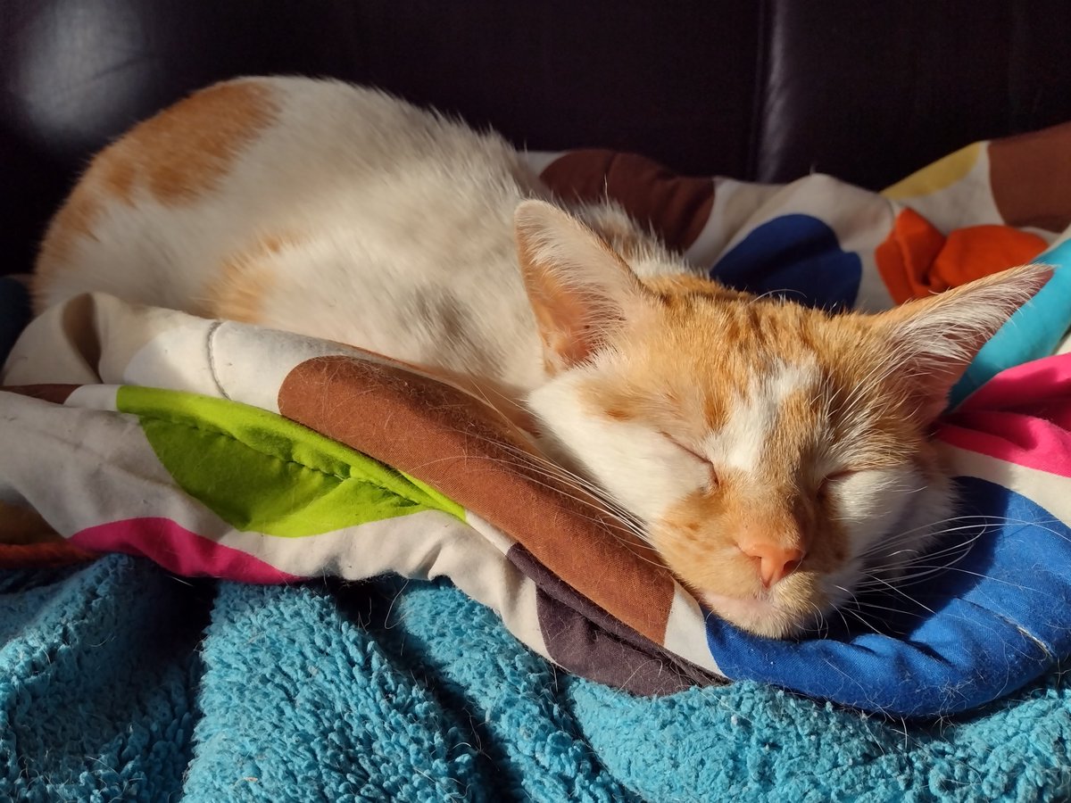 FartyCheddarCat's tweet photo. Morning sunbeam
Morning sun puddil
I sleeps in da puddil
I sleeps wif a happy

#Sunbeam #SunPuddil #HappyNappy https://t.co/gbOFeK8eF7