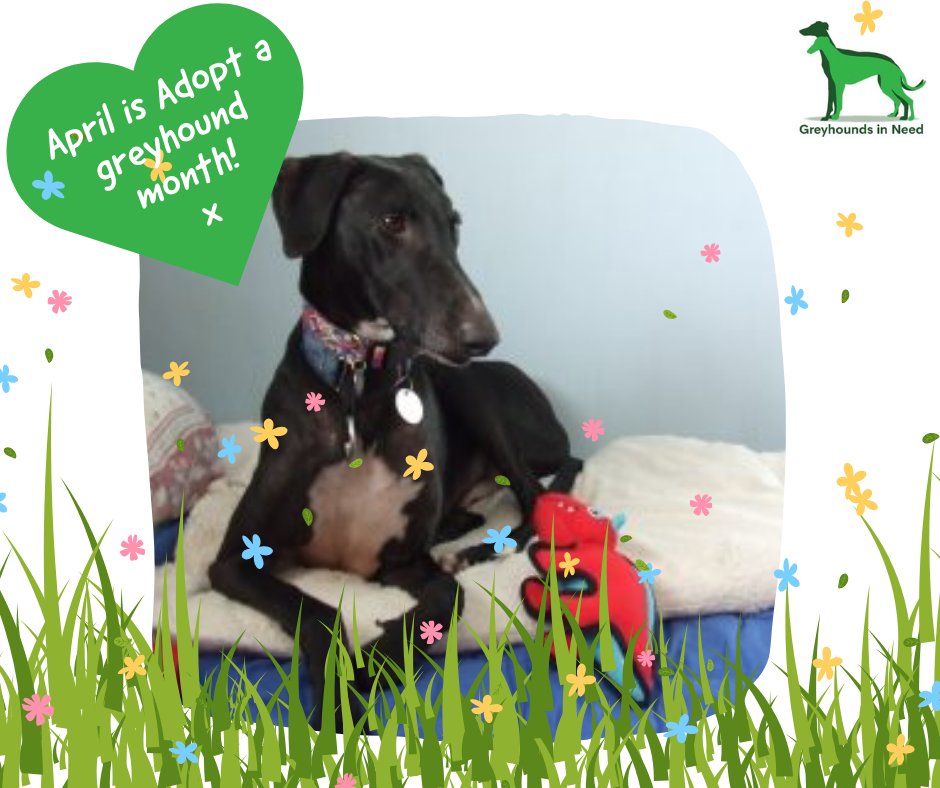 We don't know why this gorgeous boy hasn't found his forever family yet 😢 Viento has been with us since last year, and we are desperate to find this loving soul a new home.  Please help us find him a home by sharing him far and wide 💚 #galgo #greyhound #adoptadog <a href="/rickygervais/">Ricky Gervais</a>
