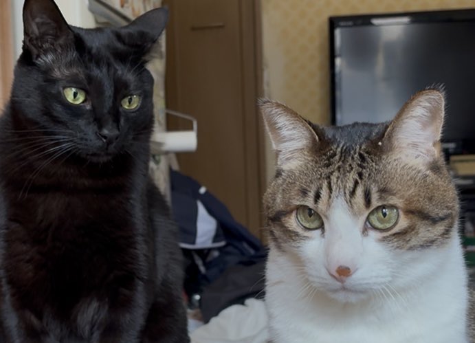 お久しぶりの仲良しショットにゃん💛💙
ご飯🍚タイムができましぇ〜ん🤣w