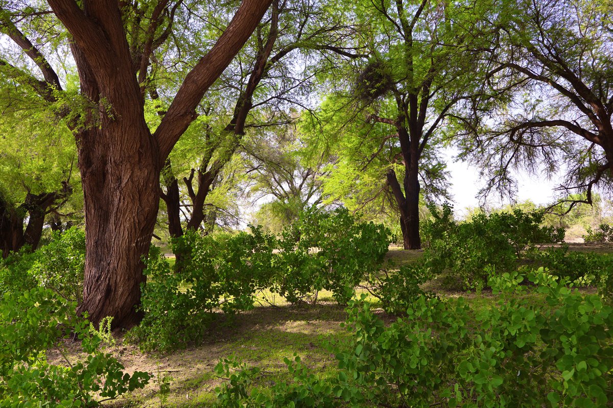 Magdalena Palisson-Kramer tweet media