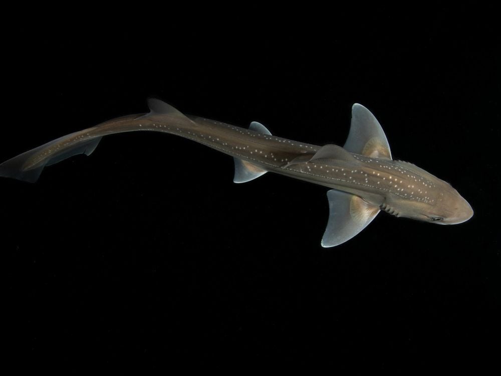 Atlantic Coast Fisheries News for the week of April 7th: Results of the 2024 fall oyster survey in MD, restoring wetlands and fish passage for river herring in Cape Cod, and scientists record first known shark sounds! Read the newsletter here:
conta.cc/3G4pPwM