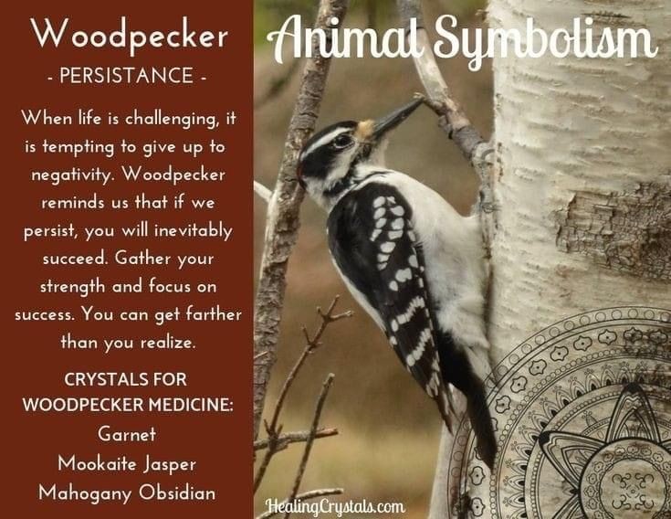 mommakeish's tweet image. The Woodpeckers medicine is Persistence #KeepKnocking