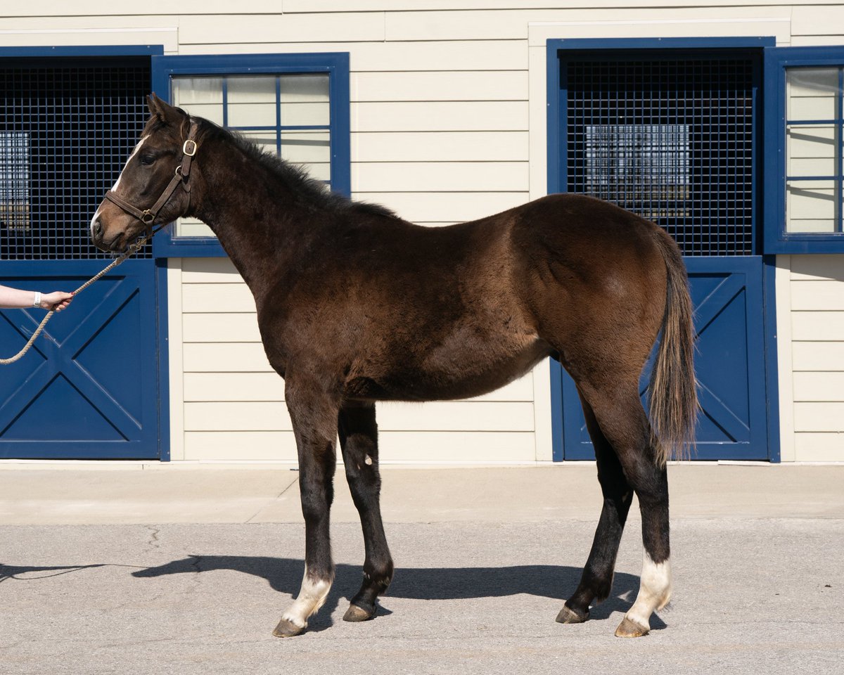 Still a few hours of bidding left in the <a href="/FasigTiptonCo/">Fasig-Tipton</a> April Digital Sale. Hip 41, a solid colt by Raging Bull o/o Era Uma Vez x-rays clean w/ good scope and looks to be an early type! #InvestInSuccess 

digital.fasigtipton.com/sales/entry/40…