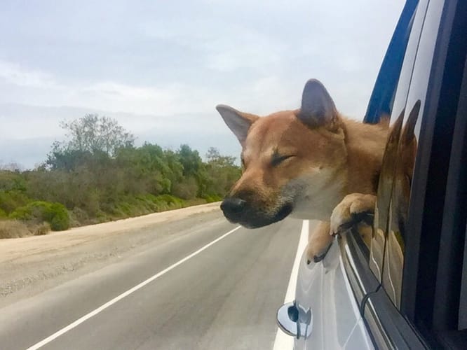 Shiba Every Hour (@shibaeveryhour) on Twitter photo 