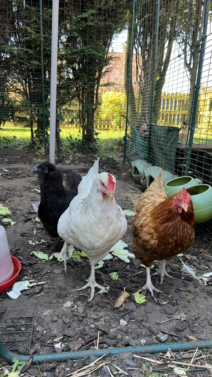 TourismTyke's tweet image. My beautiful happy hens, Brenda (centre) Ginny (right) and Perky (left)… happily laying every day. My own All Creatures Great and Small #happyhens #eggs #omlet #tourismtyke #herriotcountry #jamesherriot