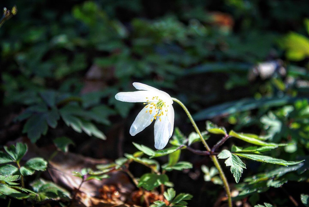 OBPhotography01's tweet photo. “Springtime”

#spring #uk #woodland #photograghy #Canon #canonphotography #nature #flower #flowerphotography #bluebells https://t.co/wPKkIaeAQm