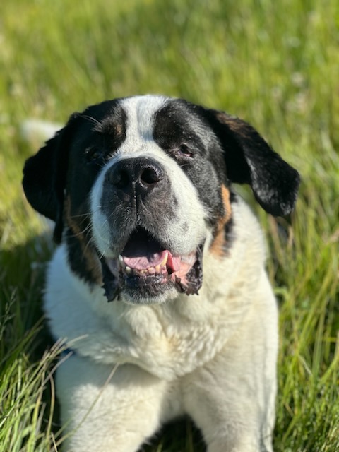 Still space in lots of Spring classes including: All You Need to Know About Your Dog (from The Animal Retreat, formerly Meridian Canine Rescue), Improve Your Discussion Skills, Woodworking, Cyber Awareness, and many more! See all classes and register at boiselearns.org!