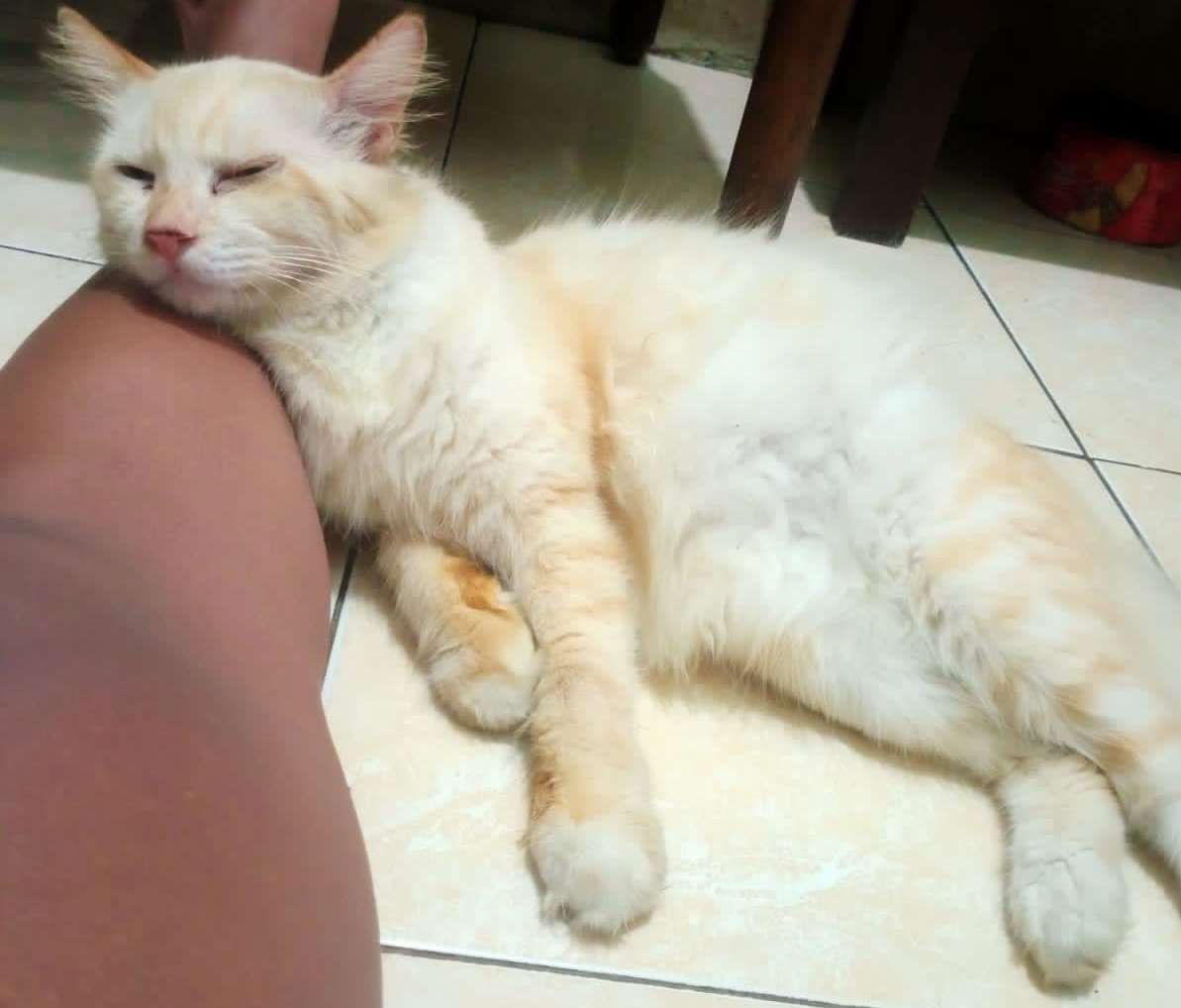 sictaco's tweet photo. @kaptenAmercia Sorry, nitip kucingku juga hilang 😭😭. Barangkali disini ada yg dom semarang dan liat kucing aku mohon bisa hubungi aku 😭🙏 hilang di sekitar Bangetayu, Genuk Semarang. Kucing kesayanganku 😭 ga nakal, pendiem, nurut, disayang sayang juga diem, takutnya dibawa orang 😭😭😭 https://t.co/bmdUqUcfoC