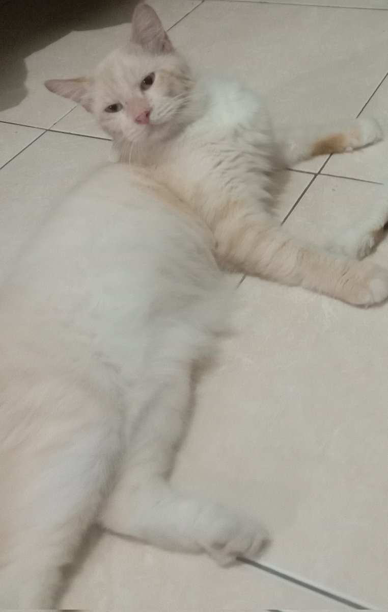 sictaco's tweet photo. @kaptenAmercia Sorry, nitip kucingku juga hilang 😭😭. Barangkali disini ada yg dom semarang dan liat kucing aku mohon bisa hubungi aku 😭🙏 hilang di sekitar Bangetayu, Genuk Semarang. Kucing kesayanganku 😭 ga nakal, pendiem, nurut, disayang sayang juga diem, takutnya dibawa orang 😭😭😭 https://t.co/bmdUqUcfoC