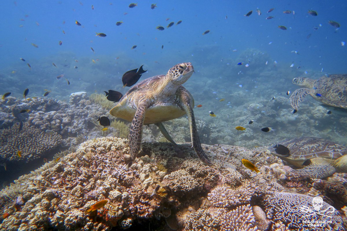 🌊 MAYOTTE : UN LAGON EN DANGER ! 🐠❌

Une usine de dessalement pourrait bientôt voir le jour à Irony Bé, en plein cœur d’un lagon fermé, sans courantologie, face à la Passe en S – un hotspot de biodiversité unique au monde. Ce projet, loin de faire l’unanimité, est rejeté par