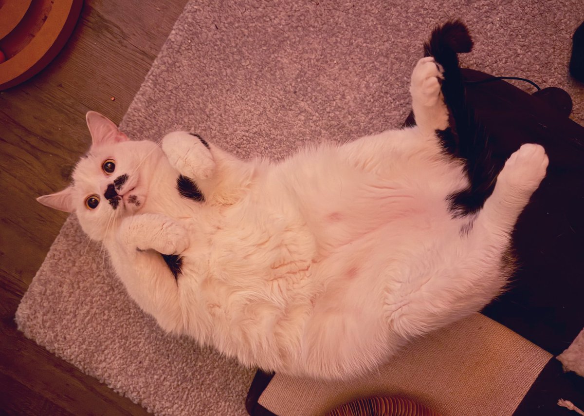 Laura Elliott tweet media