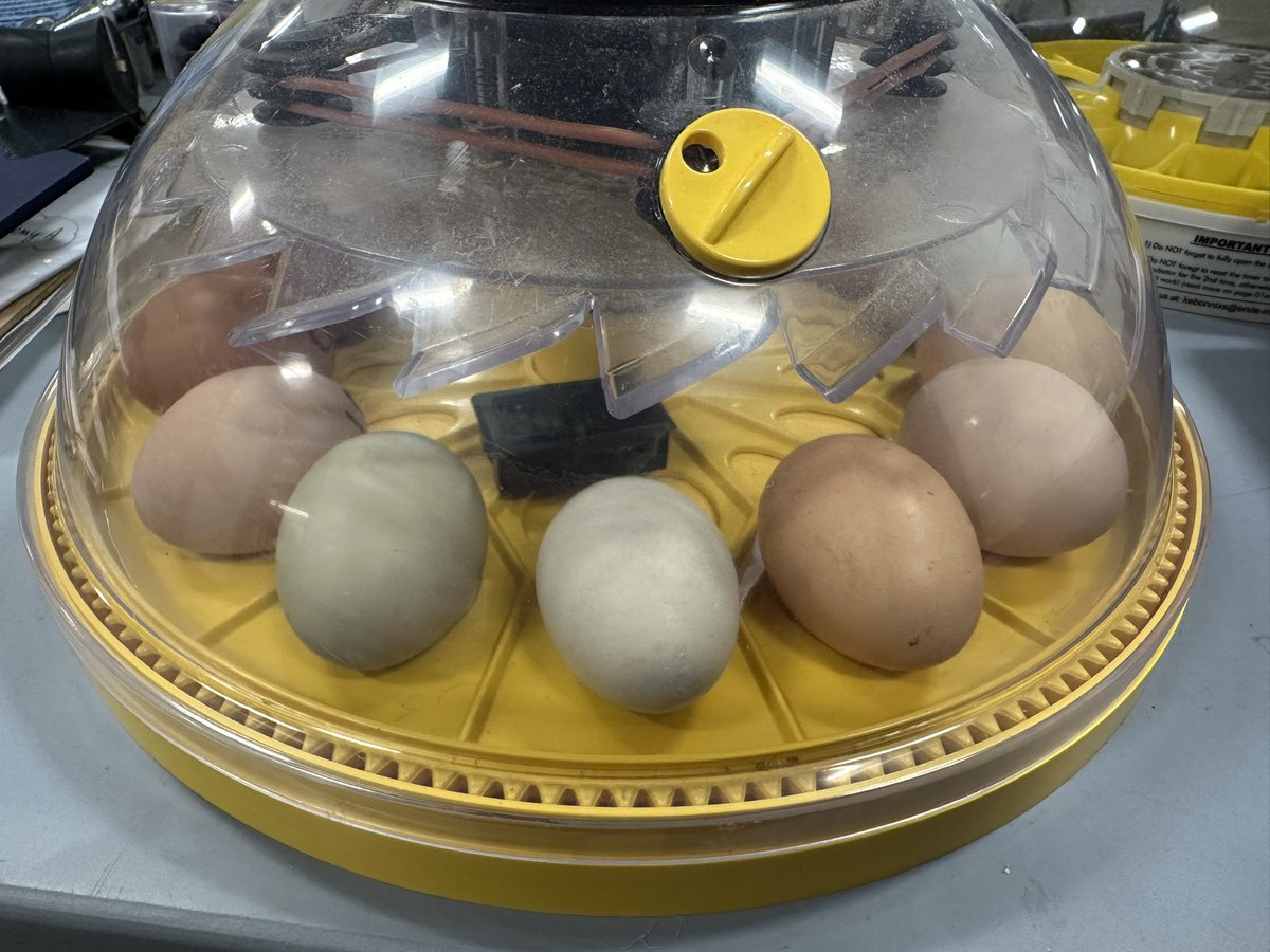 Here we go!!! 21 days starts now! Come on baby chicks! #scienceiscool <a href="/TallmadgeMiddle/">Tallmadge MS</a>