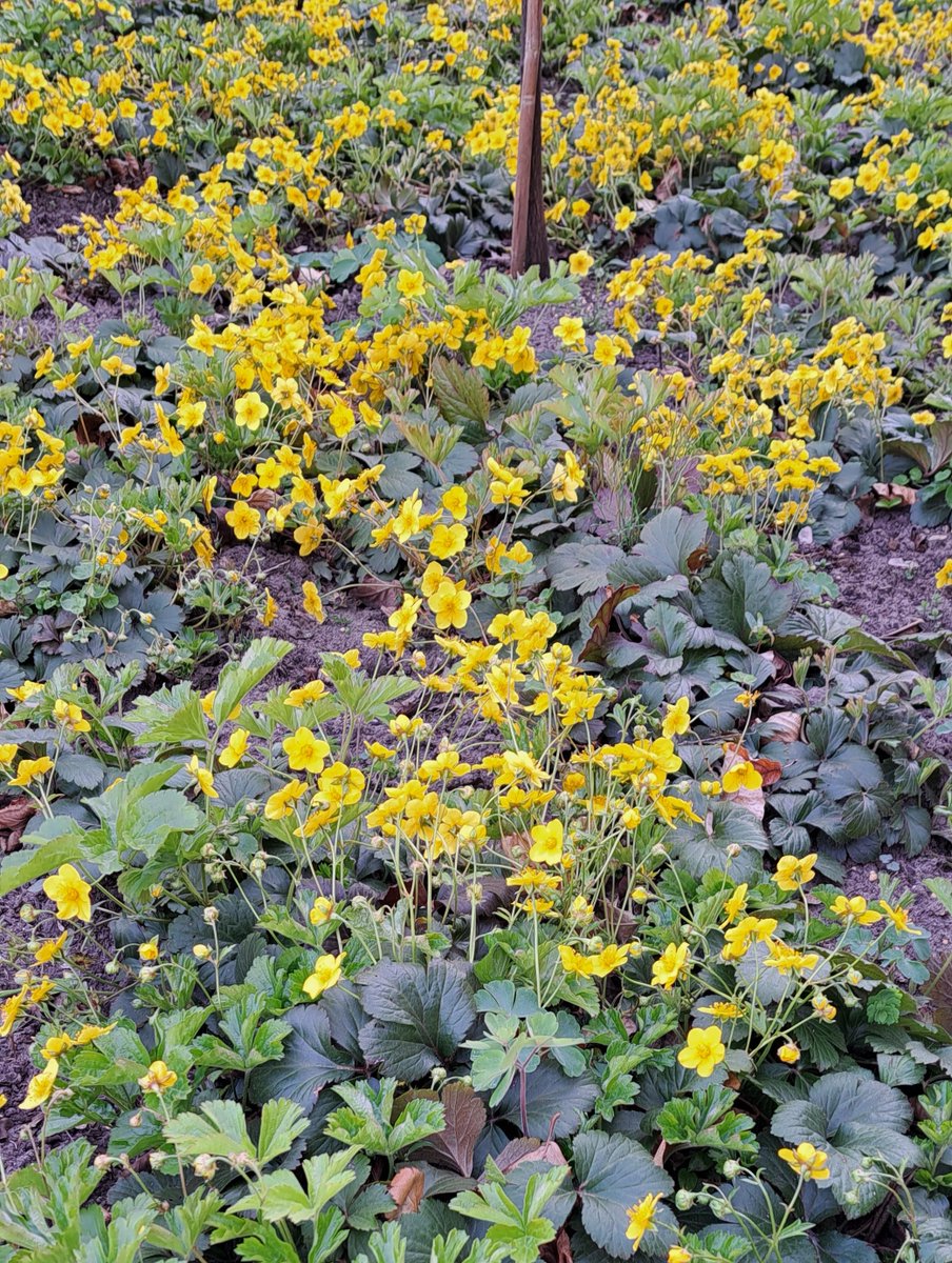 JiscaDijk's tweet photo. #WaldsteiniaTernata #Goudaardbei #bodembedekker #kleineTuin #Garden
Juni vorig jaar door Noteboom Tuinaanleg uit Almelo mijn voortuintje gedaan:
nu een geel vlak met rijkbloeiende Goudaardbei -
blij mee 💛 https://t.co/jGLVcLcWYL