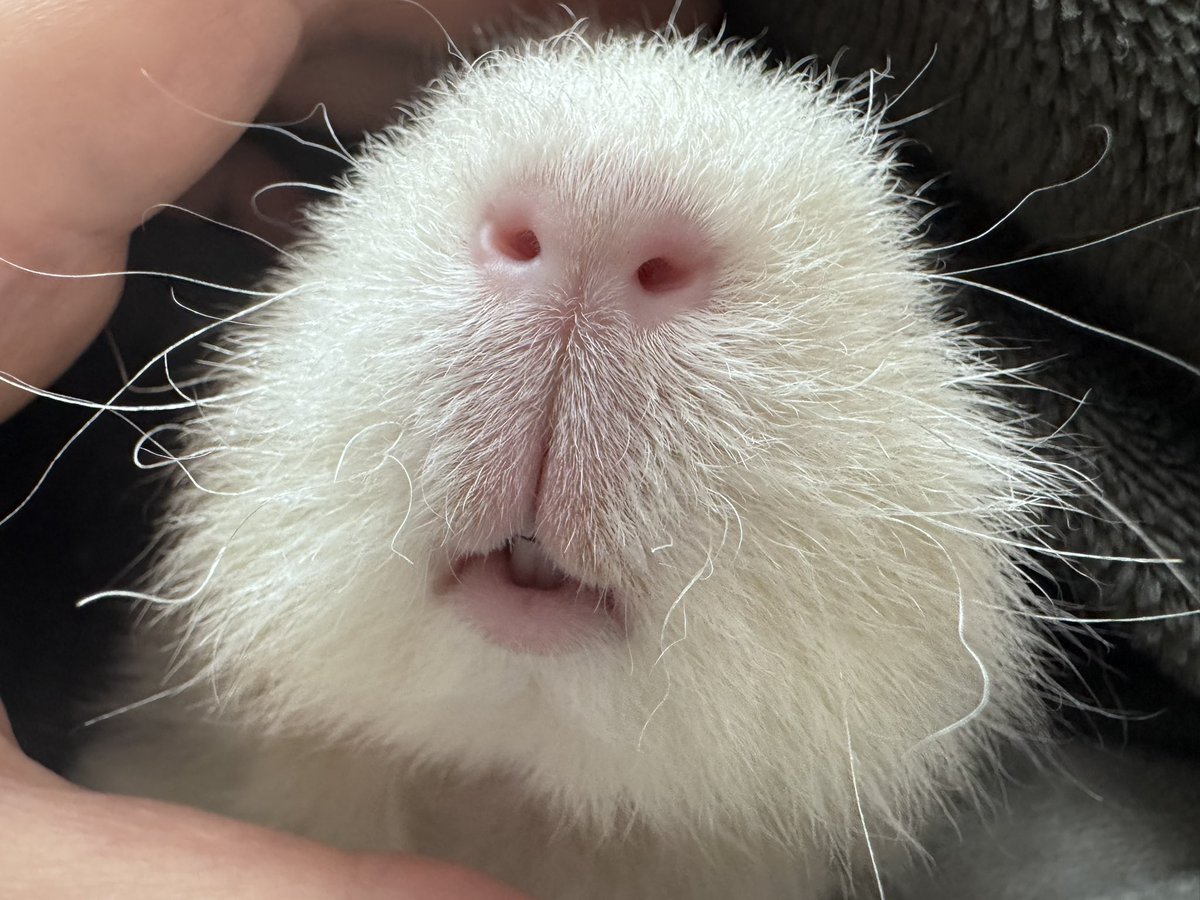 MORPHEUS_A's tweet photo. はなくち

#モルモット #guineapig #cavy #小動物 https://t.co/d2Sfrpvaj5