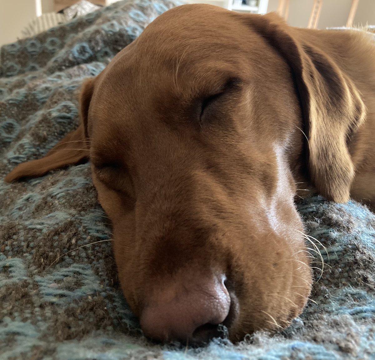 Becca3Artach's tweet photo. Off to the Wicklows with Toast for the weekend (I may need to wake her up first). Having a sale on selected charcoal work (incl this one). Details to follow. #artsale #charcoal #WicklowMountains #foxredlabrador #trailrunning #wildswimming #sleep #cake https://t.co/sLGtQtcEKd