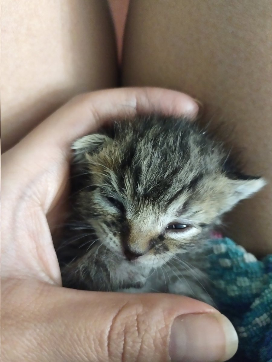 Oh Monmy backie tos fomsterings #catsoftwitter