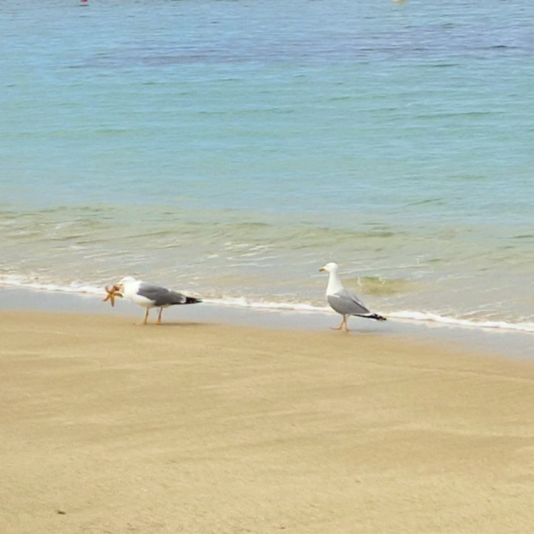 🌅✨ Descubre el paraíso escondido de las Rías Baixas: Playa 𝗔 𝗠𝗼𝘂𝗿𝗶𝘀𝗰𝗮, en 𝗖𝗮𝗯𝗼 𝗨𝗱𝗿𝗮 ✨🌊⁣

Un lugar donde el tiempo se detiene y la naturaleza te abraza 💚
⁣
#Galicia #riasbaixas #turismorural #Pontevedra