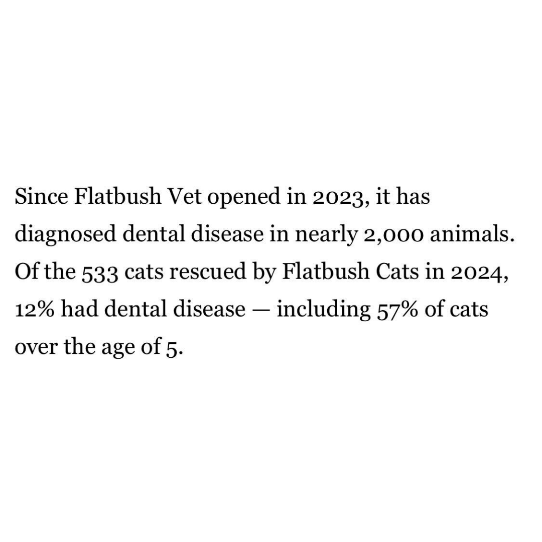 Flatbush Cats tweet media