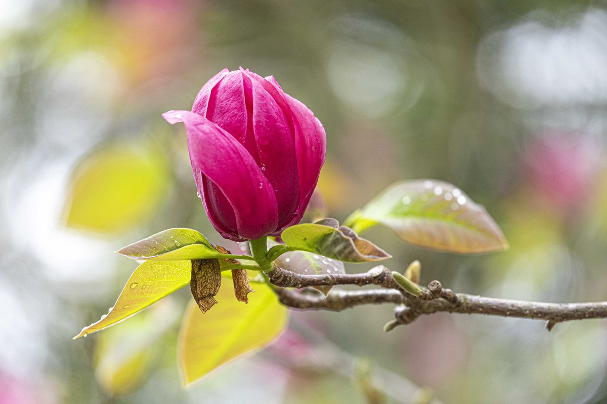 lewisginter's tweet photo. Visit now to see spring in bloom! A perfect setting for a friends and family outing or just time for you to relax and soak in the beauty. Donโt forget to visit the Garden Cafe for lunch and the Garden Shop spring merchandise. ๐ผ๐บ๐ https://t.co/x67kfIdiQK #rva #visitva https://t.co/qGOWTCQ6WT