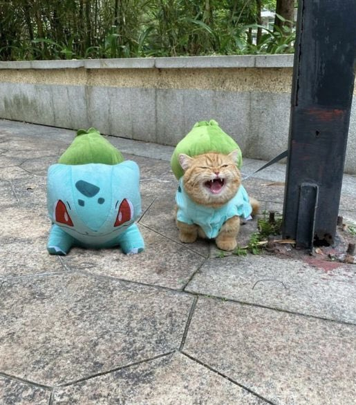 Out of Context Pokémon (@oocpokemon) on Twitter photo 