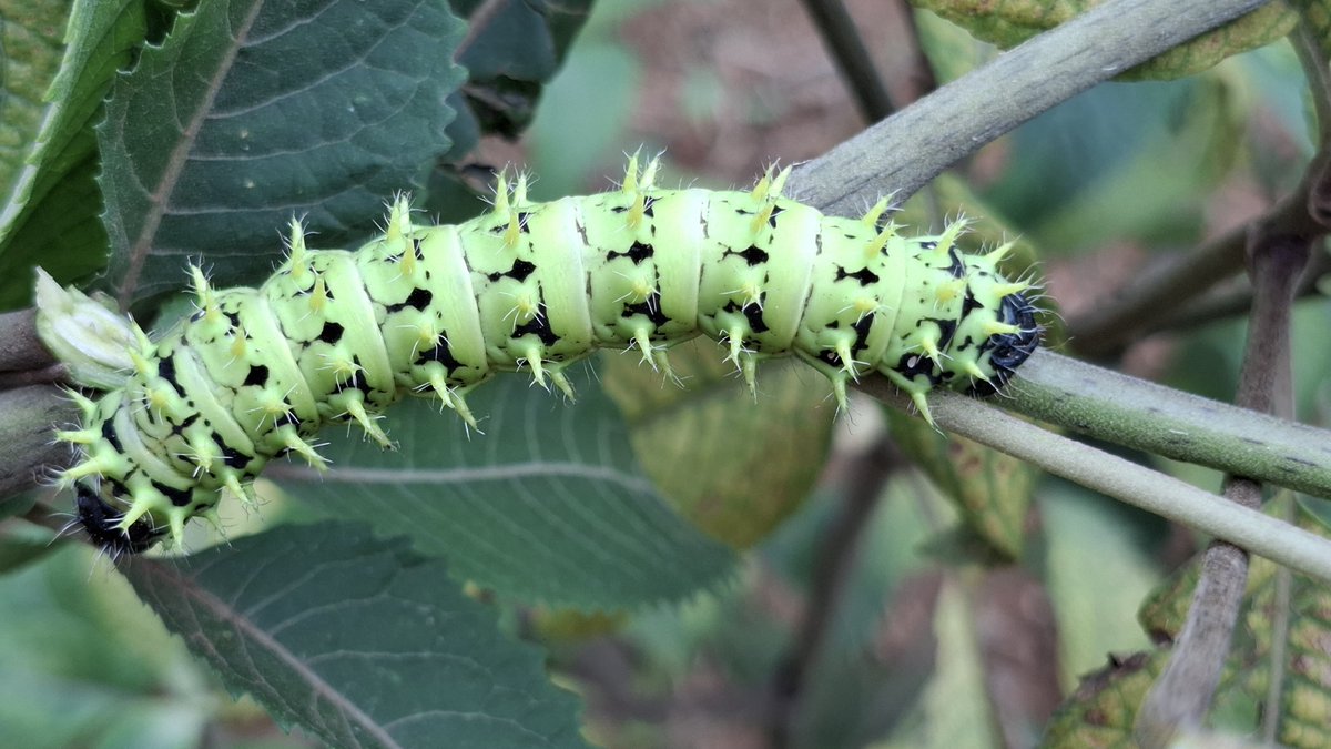 Perpetra Akite tweet media