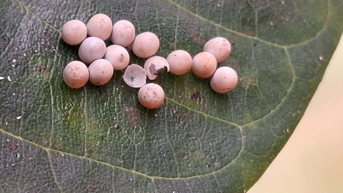 Perpetra Akite tweet media