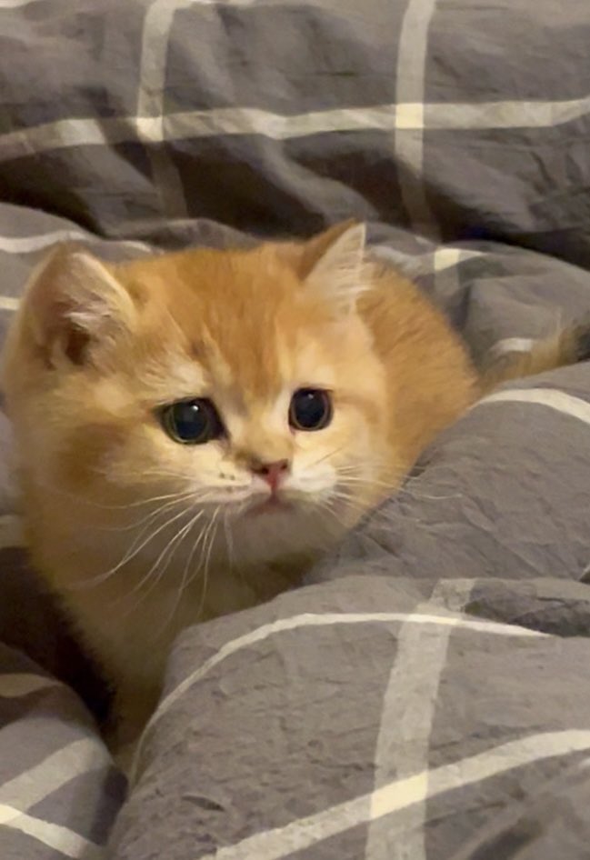 Fhera - Decentralized FHE Storage tweet media