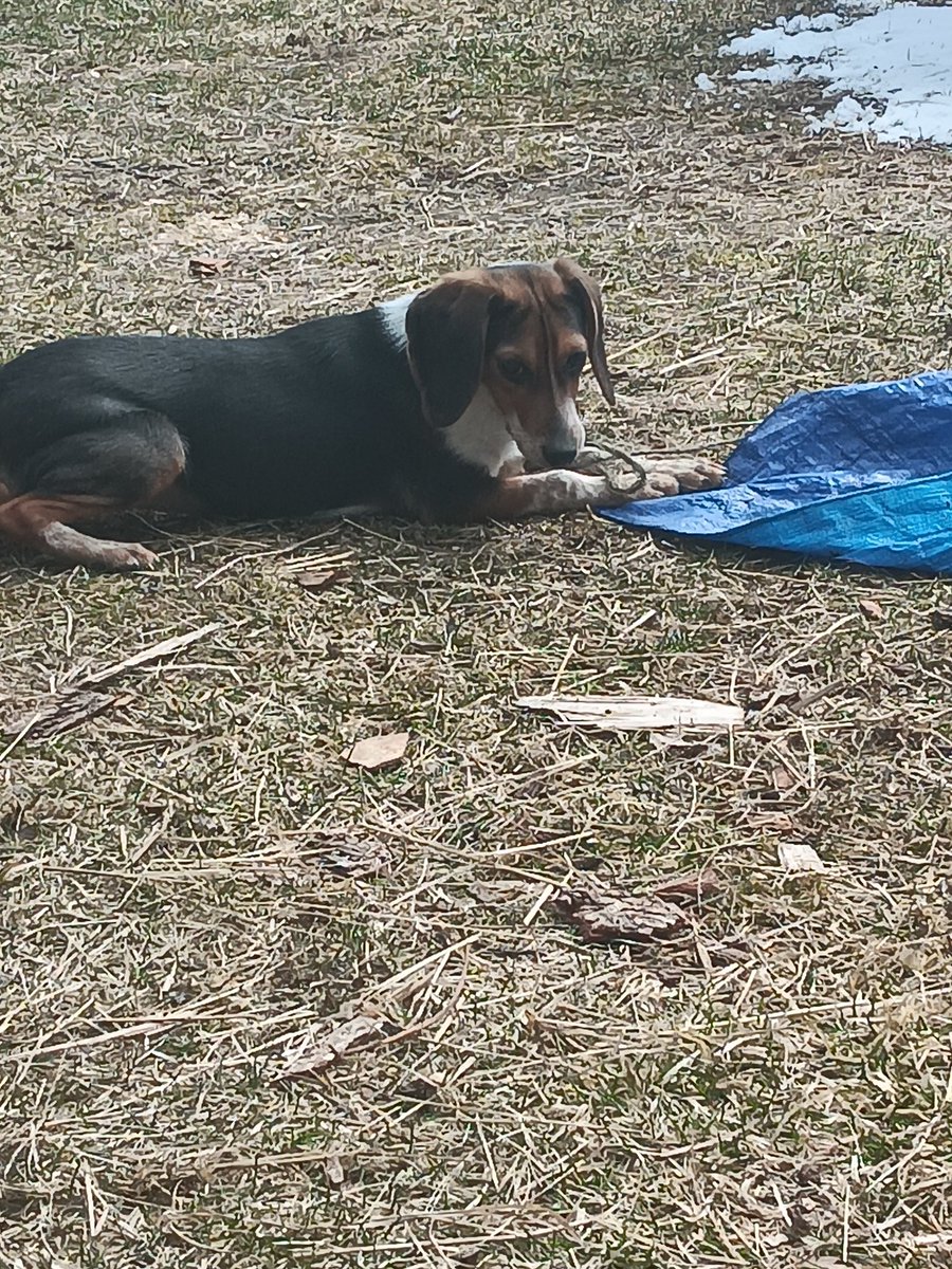 Tired hound! Miss Brook
