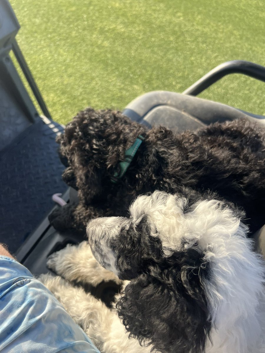 KingRTurf's tweet photo. First day on the course for Onyx and Nova. Going to be a fun season with these two! @DogsOfTurf https://t.co/CBKZ6bnbVo
