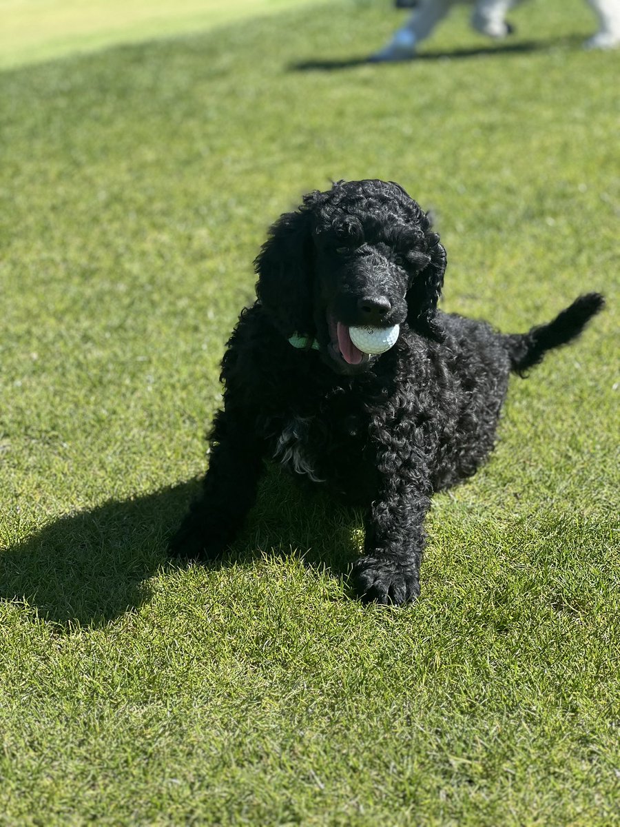 KingRTurf's tweet photo. First day on the course for Onyx and Nova. Going to be a fun season with these two! @DogsOfTurf https://t.co/CBKZ6bnbVo