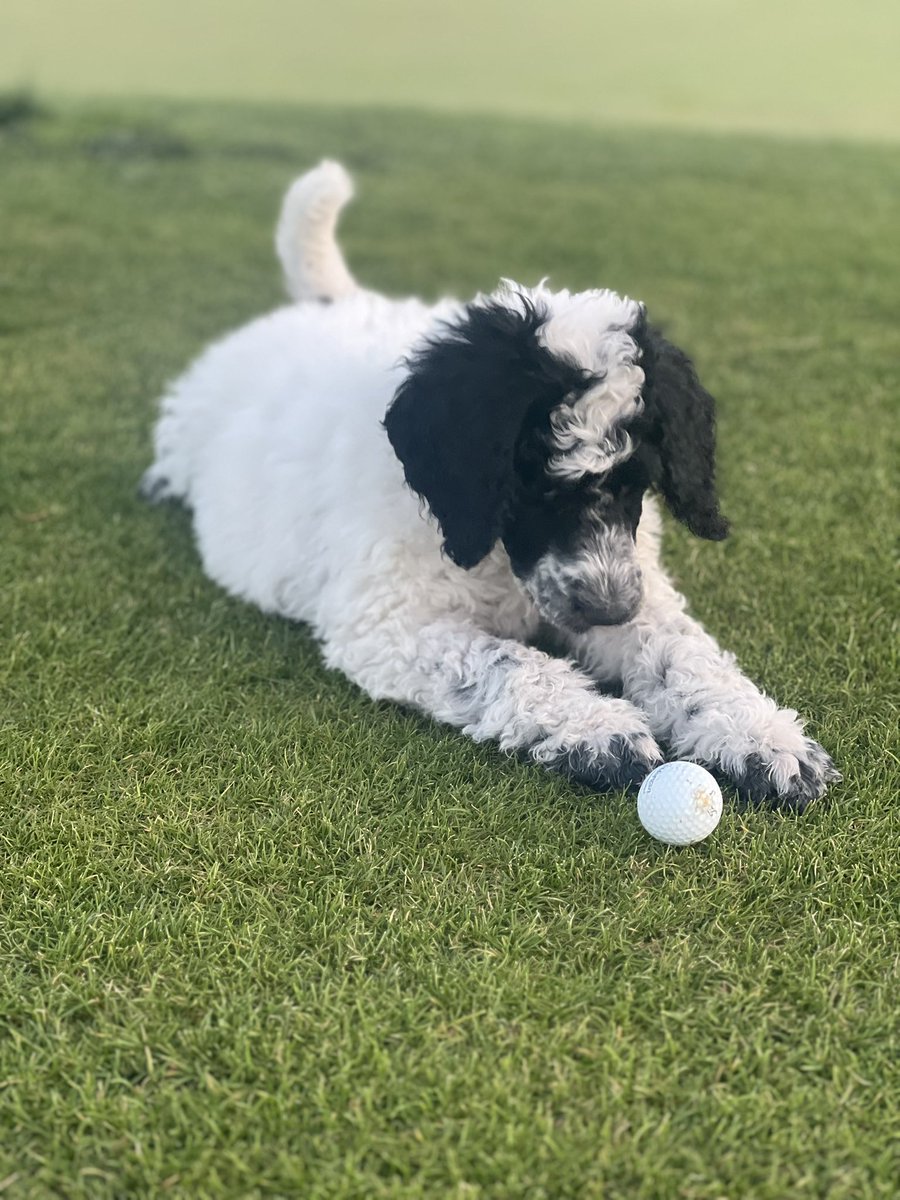 KingRTurf's tweet photo. First day on the course for Onyx and Nova. Going to be a fun season with these two! @DogsOfTurf https://t.co/CBKZ6bnbVo