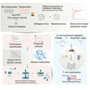 Interplay between gut microbial communities and metabolites modulates pan-cancer immunotherapy responses dlvr.it/TK3WlB