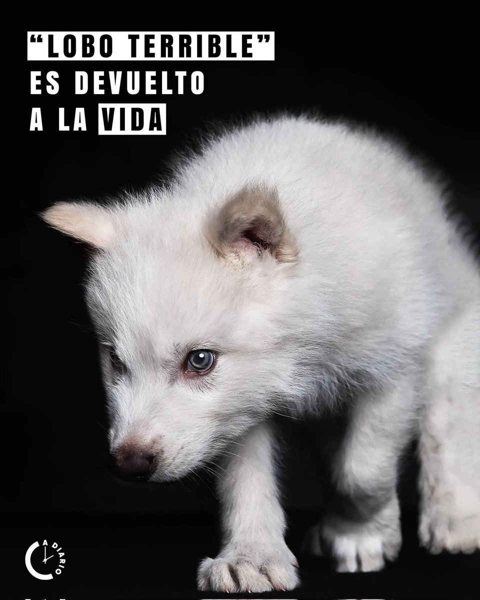 👨‍🔬 Científicos Traen a La Vida a Especie Extinta Hace Más de 10 Mil años 🧬

🏭 La empresa Colossal Biosciences anunció el nacimiento de dos cachorros del extinto Aenocyon dirus, o “lobo terrible" .😱

🐺 🐺 Las dos crías nombradas Rómulo y Remo.
#loboterrible
#curiosidades