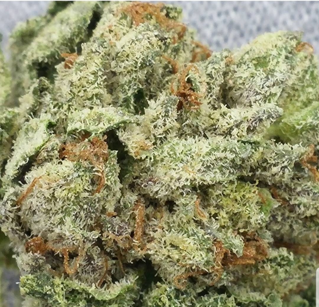 25Gamechan85992's tweet photo. Ghost Train Haze 🚂👻
29.8%THC 
0.5%CBD 
3.4%TERPENES 🤯💣
#photooftheday #Mmemberville #stoners #420community https://t.co/AsKdJ4gcPW