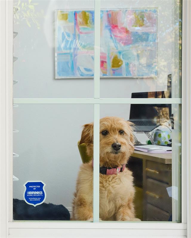 Don’t let your first-floor windows become an entry point for burglars. 🪟 Your 4-legged lookout may alert you, but solid protection starts with properly secured windows. Check out our tips: ow.ly/JkGY50VwPV3 

#WindowSafetyWeek #HomeSafety #HomeSecurity