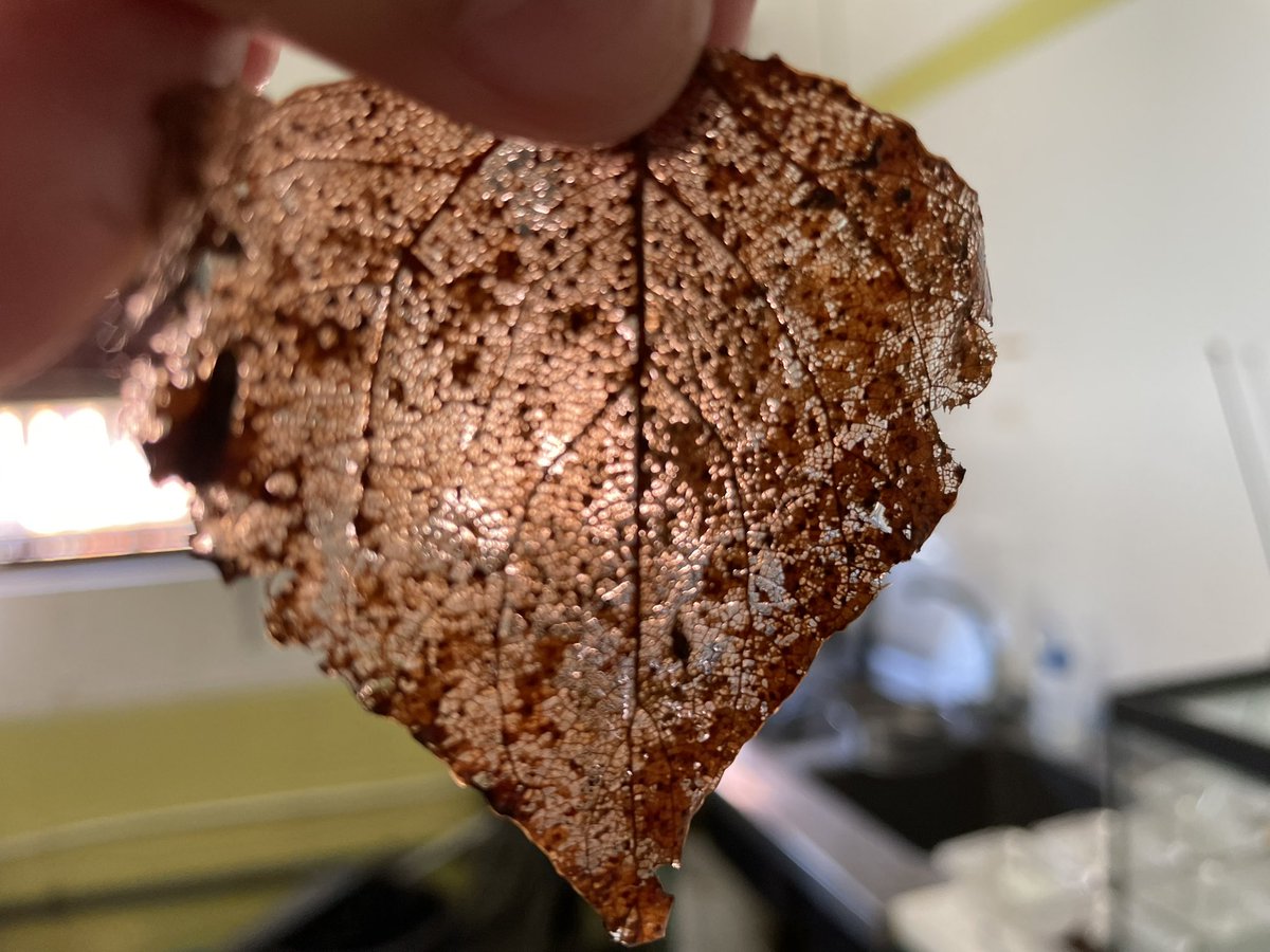 Leaf litter decomposition process
#streamscape project
#mariecurieactions