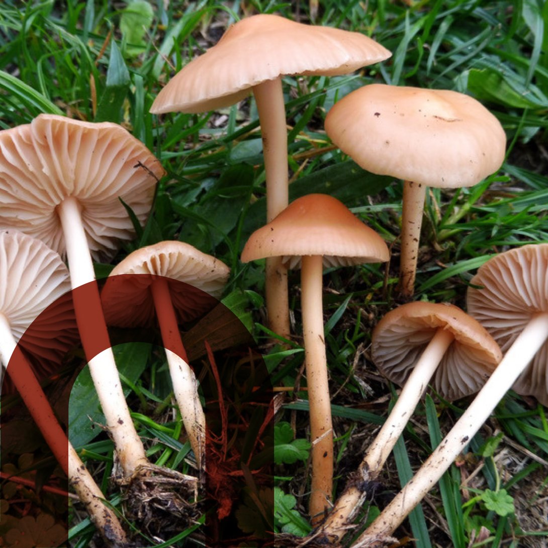 Hoy te enseñamos cómo consumir y preservar la #senderuela ⬇️🍄

❌ Este #hongo no debe comerse crudo y se debe evitar recolectarlo en zonas contaminadas.
❄️ Consérvalo fresco unos días, deshidrátalo o congélalo. 
🍲 Disfrútalo en revueltos, arroces o guisos.