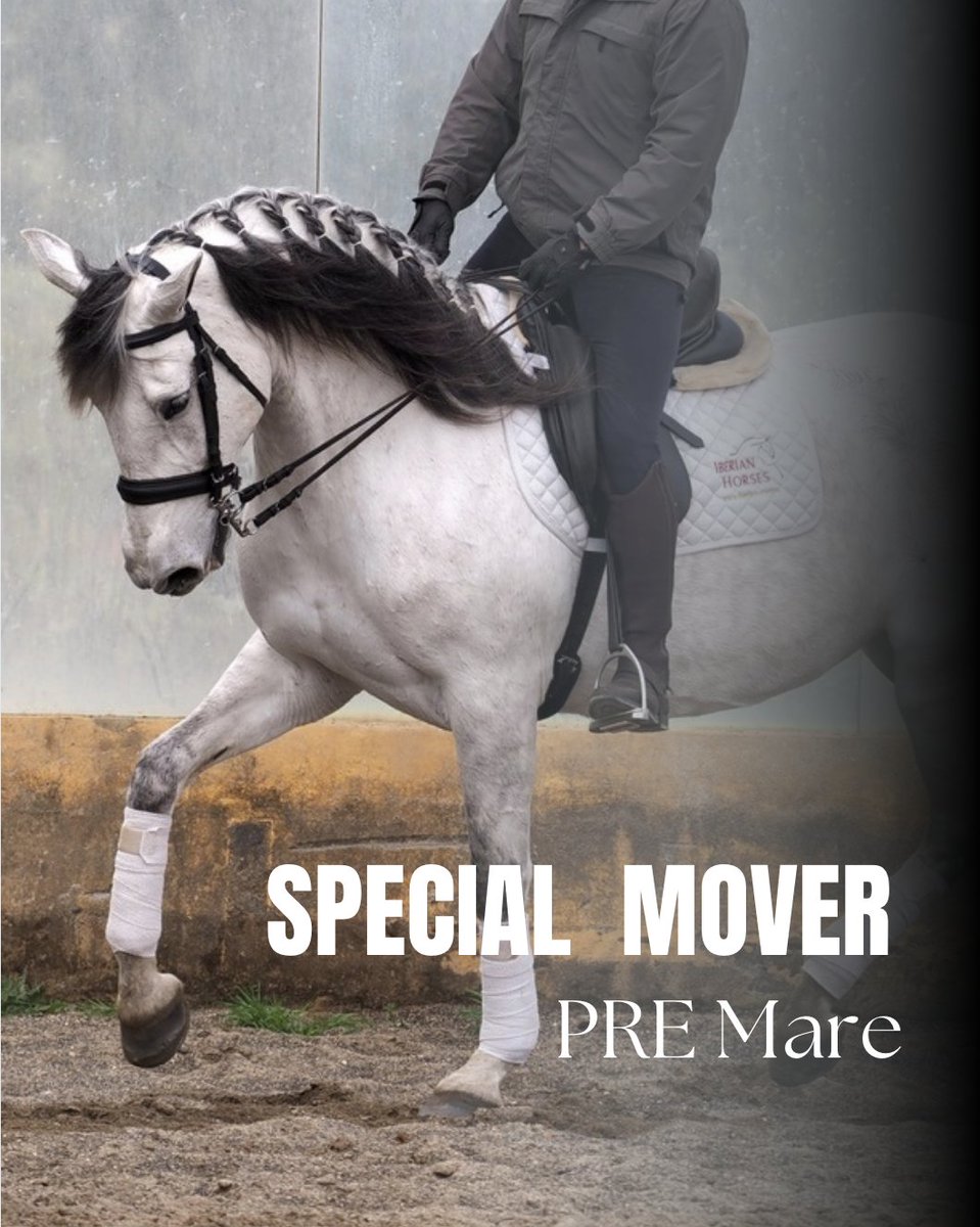 iberianhorses's tweet photo. Si buscas una yegua PRE de calidad de movimientos, tanto para doma como para ocio, os mostramos a Tica una yegua de 170 cm hermana de Poeta de Susaeta. 
Videos disponibles, tanto en pista como en el campo.

🌐https://t.co/DFzy9FUjbO
��️+34 609858867

#yeguaspre #premare #stutevor https://t.co/FW3r4FIC4C