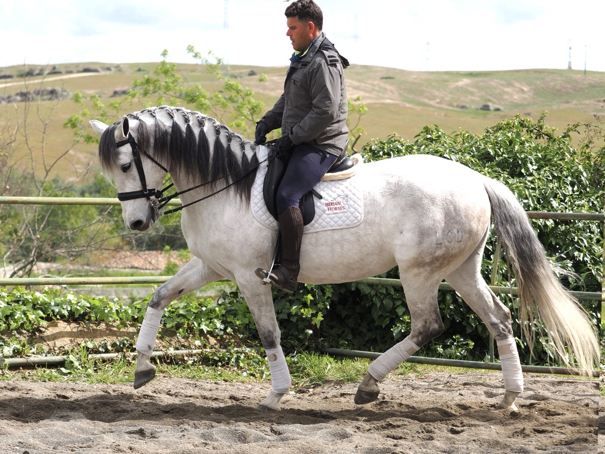 iberianhorses's tweet photo. Si buscas una yegua PRE de calidad de movimientos, tanto para doma como para ocio, os mostramos a Tica una yegua de 170 cm hermana de Poeta de Susaeta. 
Videos disponibles, tanto en pista como en el campo.

🌐https://t.co/DFzy9FUjbO
��️+34 609858867

#yeguaspre #premare #stutevor https://t.co/FW3r4FIC4C