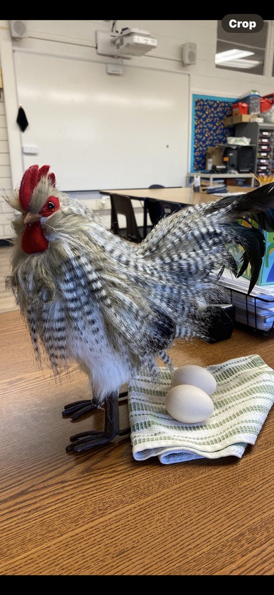 Y’all,  I seriously work with the craziest (and most lovable) humans around! I was greeted this morning by  this! Talk about a farm fresh welcome! I love this goofy <a href="/nherisd/">Northwood Hills Elementary</a>  crew. #goodvibesatNHE #RISDBeTheOne <a href="/nheptafalcons/">Northwood Hills Elementary PTA</a>