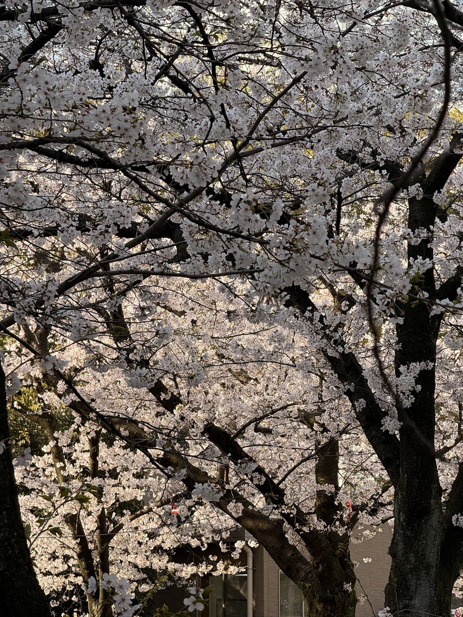 tadapumpum's tweet photo. 🌸 🇯🇵 https://t.co/nDbktUmYt2