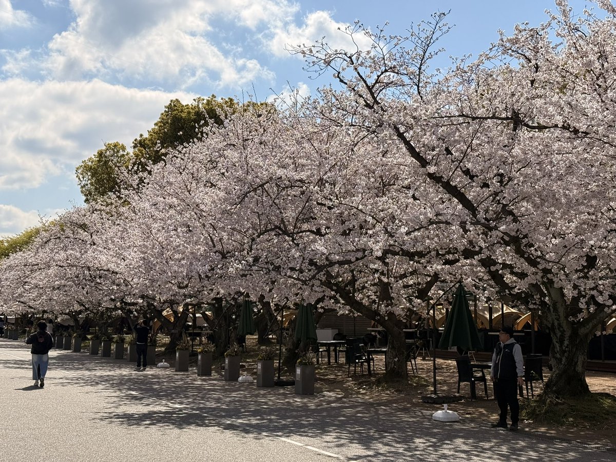 tadapumpum's tweet photo. 🌸 🇯🇵 https://t.co/nDbktUmYt2