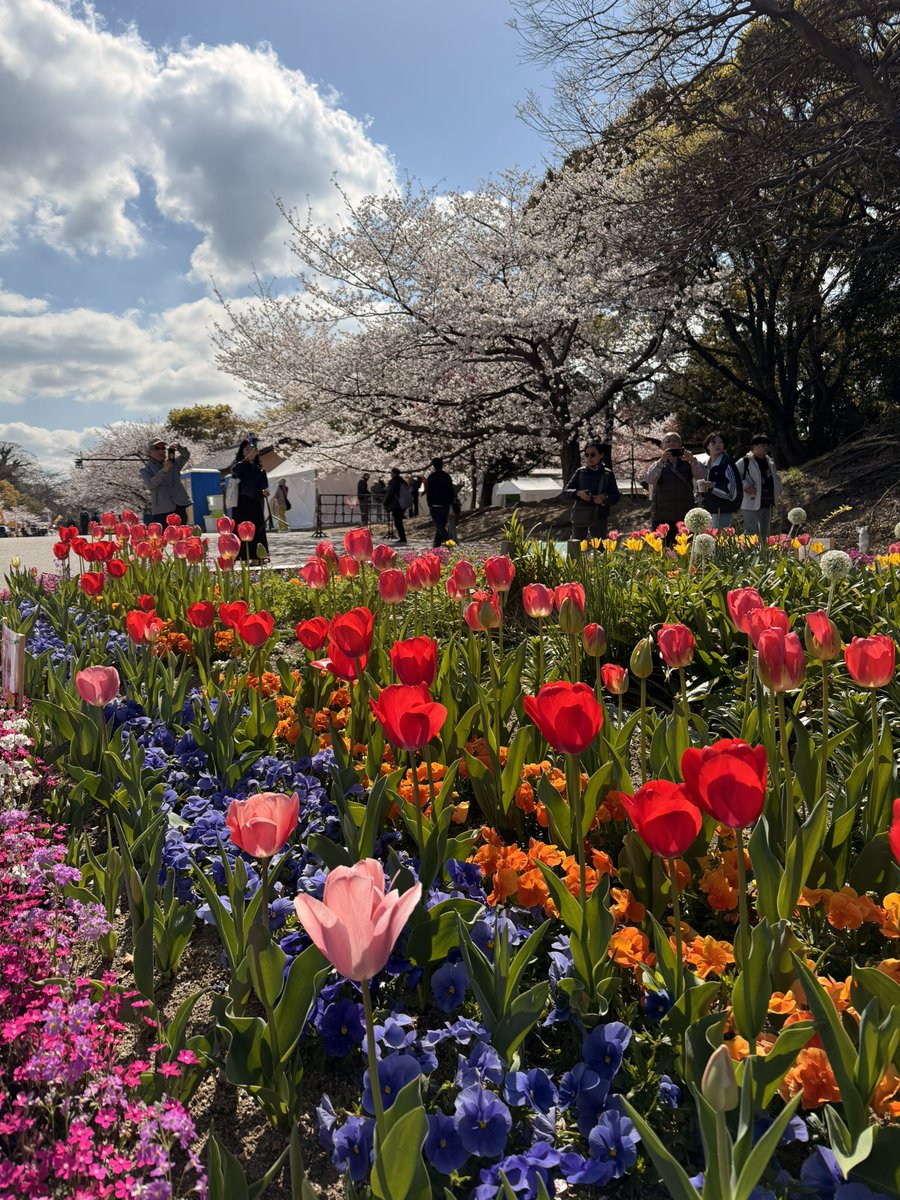 tadapumpum's tweet photo. 🌸 🇯🇵 https://t.co/nDbktUmYt2