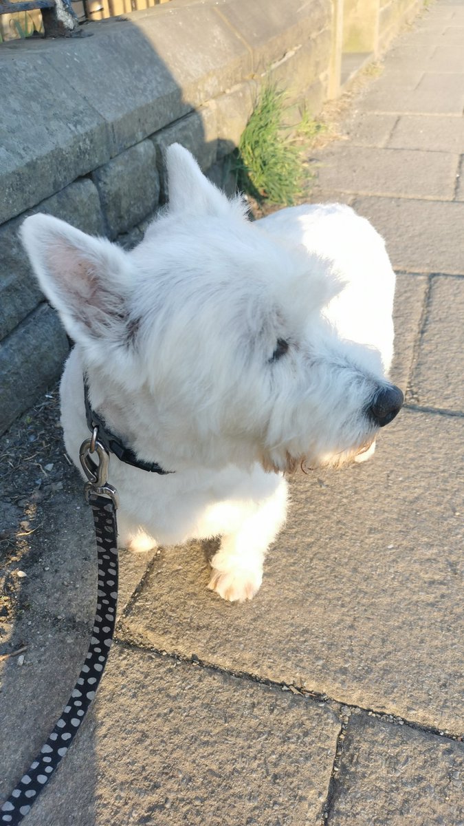 Pip dog. Naughty but lovely.