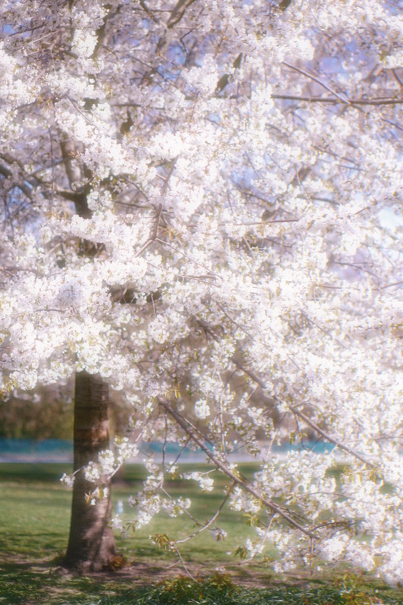 corneliakeni's tweet photo. spring https://t.co/KOULtFdtbD