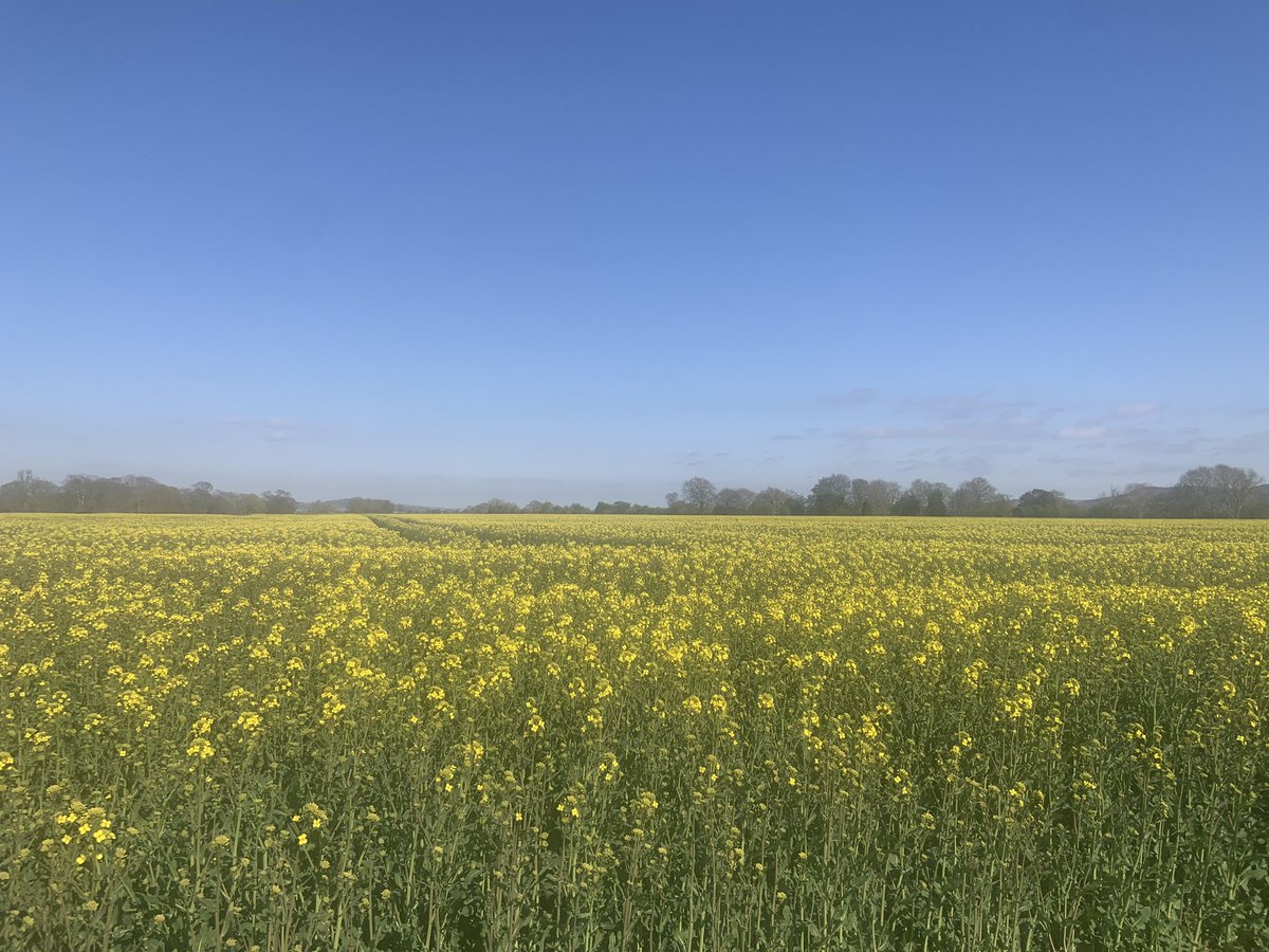 KTMurray11's tweet photo. Hay fever season has started 🤧😆 
Amazing views of oil seed rape biological trial today by the Tay. Great seeing the bees in amongst the OSR 🐝 @SyngentaUK https://t.co/h1Q3HrLrnV