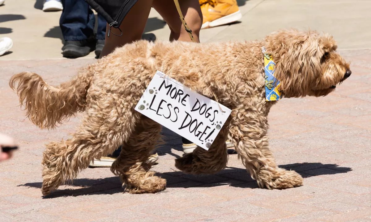 Daniel Miller (@danielnmiller) on Twitter photo Here’s our story from yesterday’s UCLA protest over Trump’s cuts to NIH research funding. It was a day of shouted slogans, searing speeches, and tangled traffic on Wilshire Blvd. Our <a href="/myung_chun/">Myung Chun</a> photographed the action — including a canine attendee. latimes.com/california/sto… Here’s our story from yesterday’s UCLA protest over Trump’s cuts to NIH research funding. It was a day of shouted slogans, searing speeches, and tangled traffic on Wilshire Blvd. Our <a href="/myung_chun/">Myung Chun</a> photographed the action — including a canine attendee. latimes.com/california/sto…