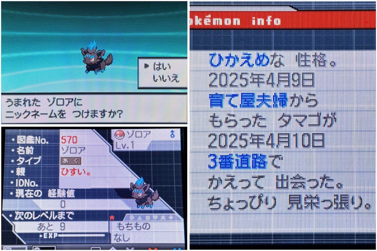 h_i_s_u_1's tweet photo. BW2にて7匹目の色ゾロアうまれました🥹🩵
1288匹目(総孵化数9135匹目)でした❕安定の下振れ🥲
1万いくまでにあと1匹でてくれたらうれしいな https://t.co/VcXaQeudjP