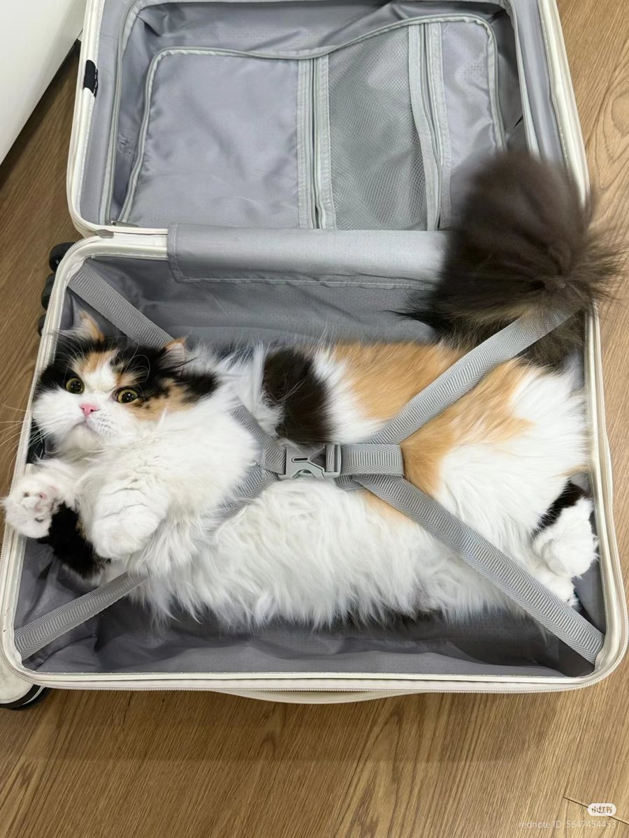 The Cats 𝕏 tweet media